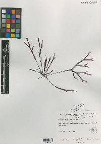 Gracilaria pauciramosa image