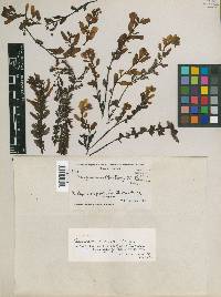 Sargassum macdougalii image
