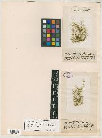 Spirogyra fluviatilis image