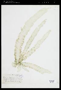 Porphyra columbina f. kunthiana image