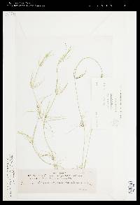 Chara baltica var. liljebladii image