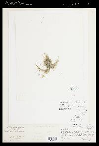 Nitella tricellularis image