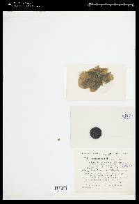 Anadyomene stellata image