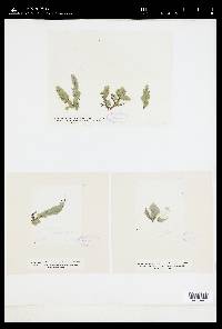 Licmophora flabellata image