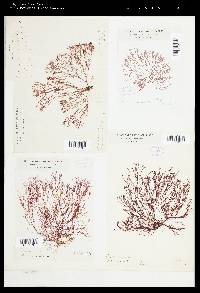 Corallophila cinnabarina image