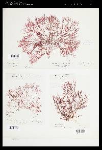 Corallophila cinnabarina image