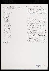 Acrochaetium savianum image