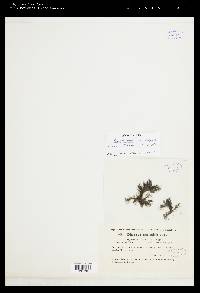 Batrachospermum macrosporum image