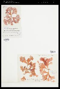 Callophyllis haenophylla image