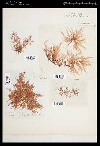 Chylocladia verticillata image