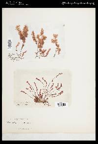 Gastroclonium ovatum image