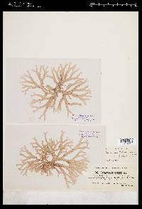 Chrysymenia halymenioides image