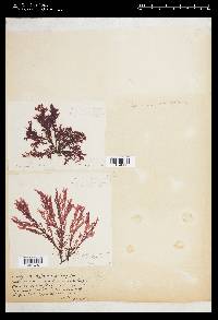 Delesseria quercifolia image