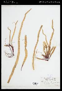 Halosaccion ramentaceum image