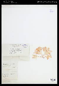 Lomentaria articulata image