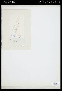 Lomentaria articulata var. linearis image