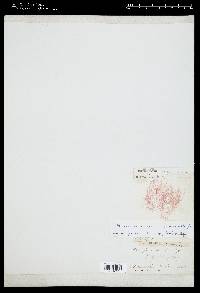 Malaconema roeanum image