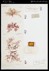 Naccaria corymbosa image