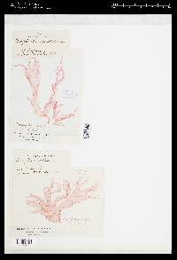 Nitophyllum ocellatum image
