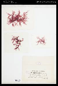 Cryptopleura ramosa image