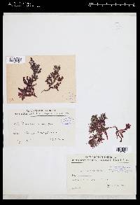 Phyllophora nervosa image