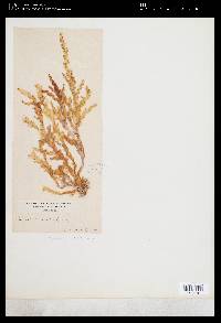 Plocamium corallorhiza image