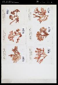Plocamium cornutum image