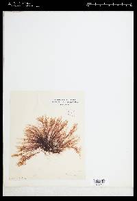 Polysiphonia fibrata image