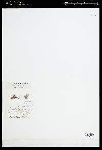 Polysiphonia pulvinata image