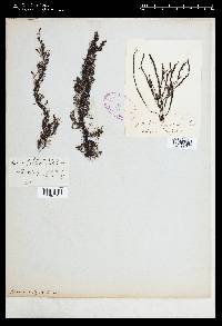 Rhodomela lycopodioides image