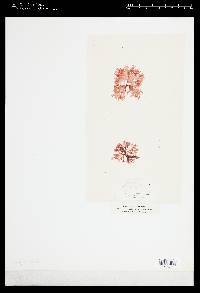 Rhodophyllis bifida image