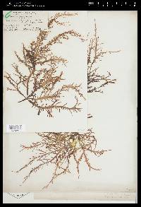 Gracilaria domingensis image