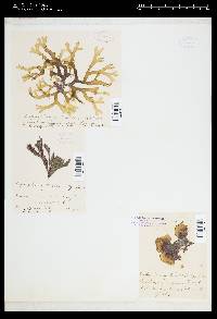 Herposiphonia tenella image