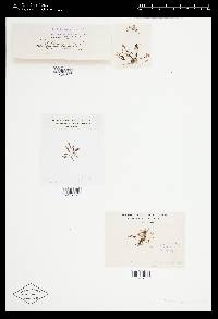 Pterosiphonia parasitica image