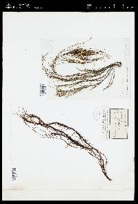 Perithalia caudata image