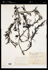 Carpophyllum angustifolium image