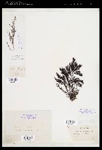 Cystoseira abrotanifolia image