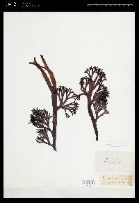 Fucus ceranoides image