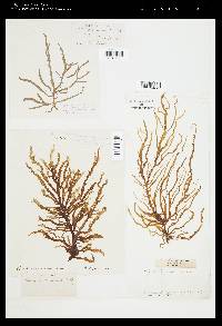 Mesogloia vermiculata image