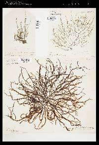 Mesogloia vermiculata image