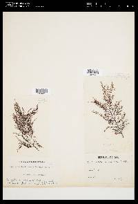 Symphyocladia linearis image