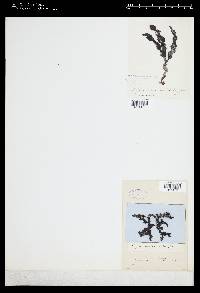 Osmundaria volubilis image