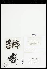 Pelvetiopsis arborescens image
