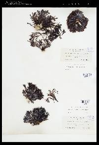 Pelvetiopsis limitata image