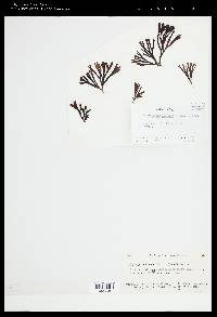 Pelvetiopsis limitata image