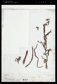 Phyllospora comosa image