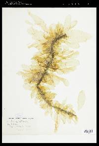 Punctaria latifolia image
