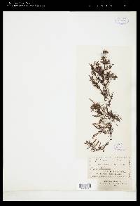 Sargassum binderi image