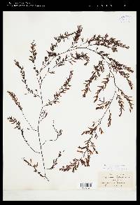 Sargassum cervicorne image