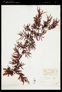 Sargassum coriifolium image